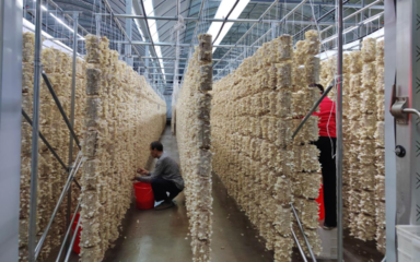 桐城市黃甲鎮 食用菌產業向優向綠向新，科技研發引領轉型升級
