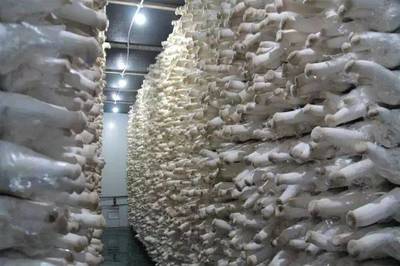 豐縣農業新模式 食用菌研發引鳳來巢，安徽固鎮縣代表團考察取經