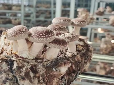 安和鄉 以“菌”破題，破繭重生！食用菌研發成鄉村振興新引擎