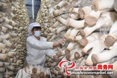 小蘑菇撐起“致富傘”——河南孟州三聯(lián)種植合作社食用菌研發(fā)紀(jì)實