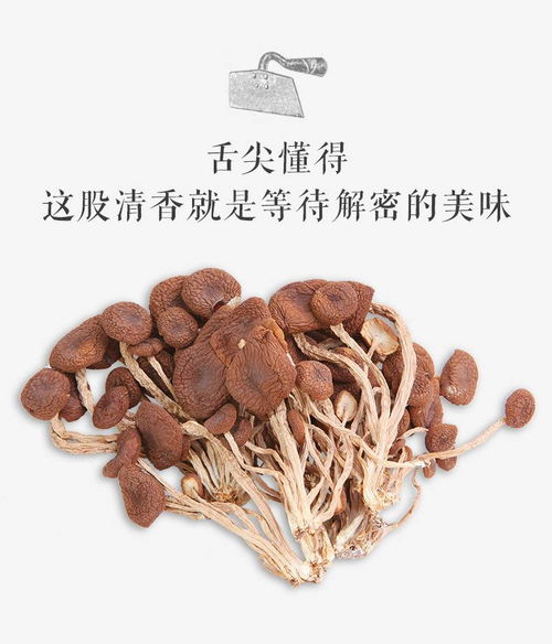 不開傘的新鮮秘密 探秘農(nóng)家茶樹菇干貨的匠心與風(fēng)味